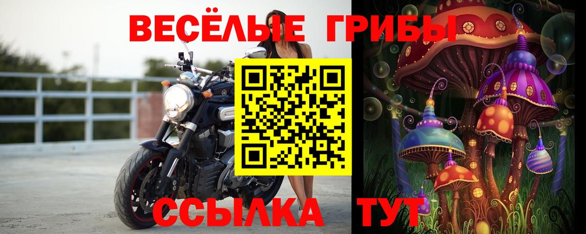 Псилоцибиновые грибы Psilocybine cubensis Чистополь